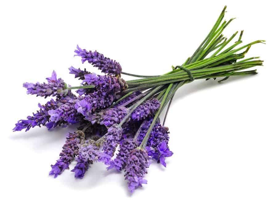 lavender to help baby sleep