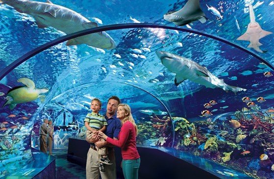 Good gifts for babies: Aquarium Membership