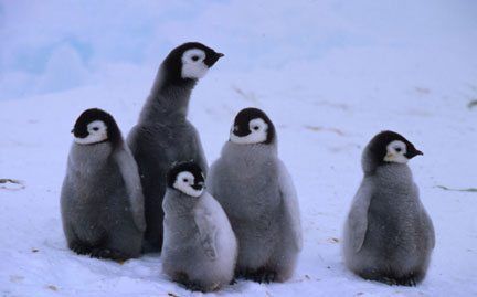 Baby Christmas present ideas: World Wildlife Fund | adopt a penguin chick