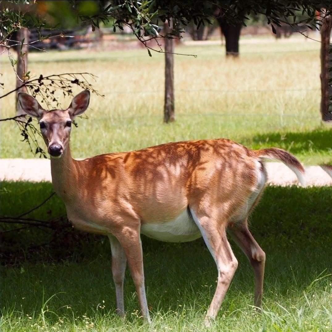 Pregnant deer stands in grassy field looking at the camera