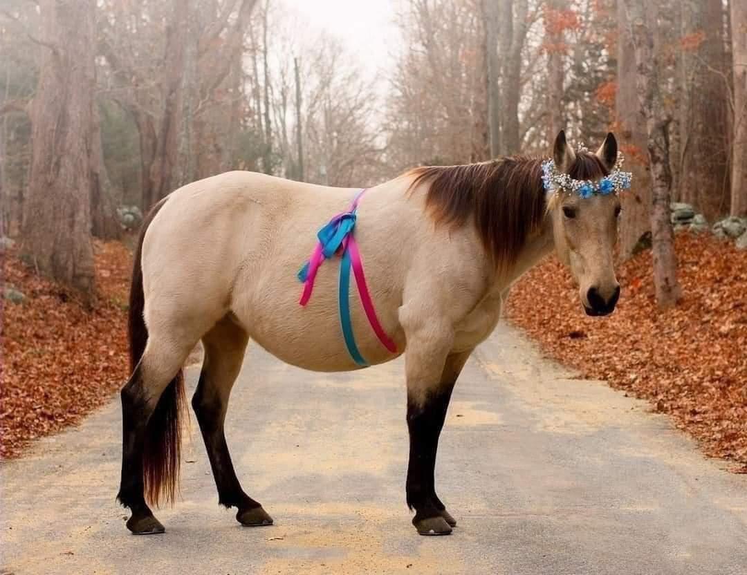 Pregnant horse with pink and blue ribbons tied around her flank wearing a flower crown looks at the camera.